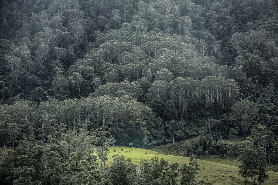 Rolling pasture and impressive forest (Photo: Ken Spence)
