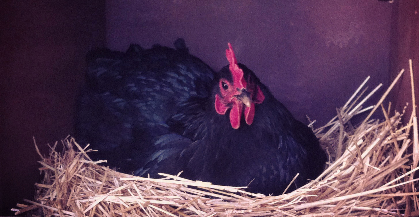 Renovated chicken coop, new chooks and yummy eggs