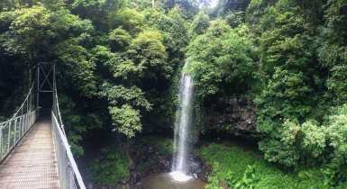 A Day Out in Dorrigo National Park